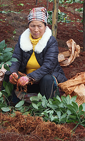 苗族女性と三七